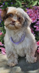 lavender potty trained female looking for her fur-ever home!