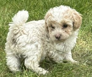 Prince Charming the Maltipoo