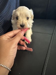 Maltipoo male puppy