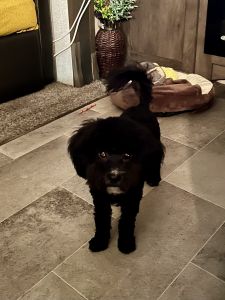 Poodle / Malti poo 6 1/2 mos Female