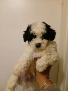 Maltipoo puppies