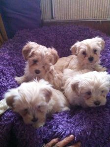 Maltipoo shots wormed dad full Maltese