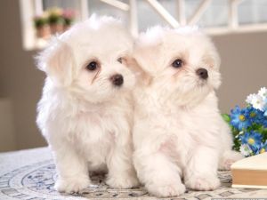 maltese puppies available