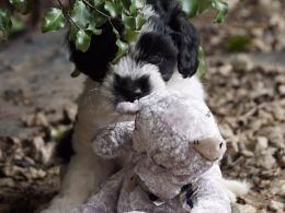 lovely maltipoo puppies for adorable homes