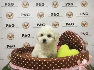 Maltipoo - Boomer - Male