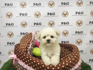 Maltipoo - Chewy - Male