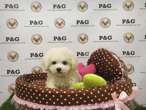 Maltipoo - Teddy - Male