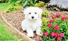 Maltipoo Puppies