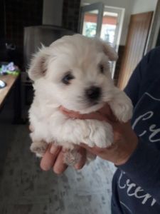 Maltipoo Bitch For Sale