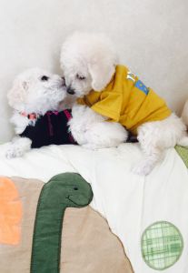 TOY BREEDS AT UNBELIEVABLE PRICES