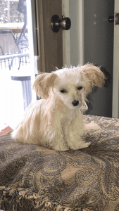 Precious 6 months and a half tiny & compact pocket maltipoo,almost 2