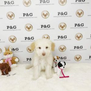 MALTIPOO - MONICA - FEMALE