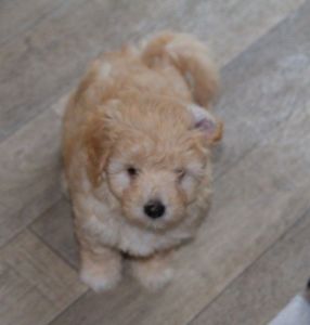 Health Tested Maltipoo Puppies