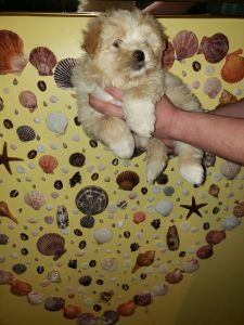 Mixed malti-poo