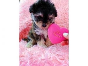 Teacup Maltipoo