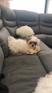 Maltipoo Puppies For Sale