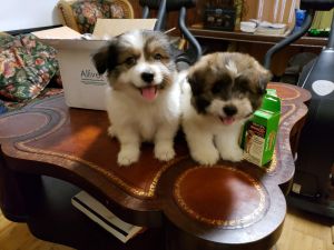 Mixed Maltipoo/chowterrier