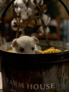 Maltipoo Female Puppy