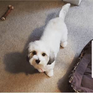 Maltese poodle for sale