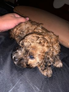 Maltipoo Puppy - For Sale
