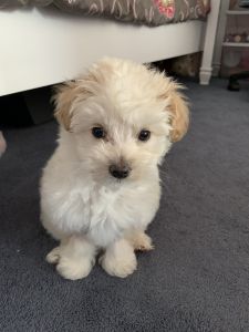 Maltipoo puppy