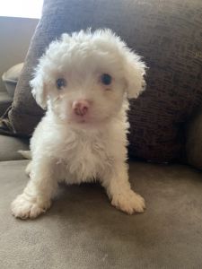 Maltipoo Puppies