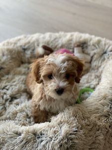 Female Maltipoo Puppy