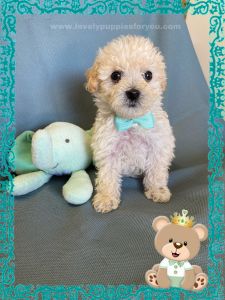 Adorable maltipoo puppies