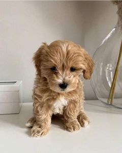 Playful maltipoo puppies For New Homes Text ***