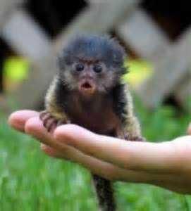 monkey for free adoption