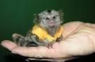 Intelligent Marmoset Monkeys ***) ***-***5