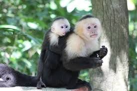 Adorable Capuchin And Marmoset For Sale (***) ***-***1