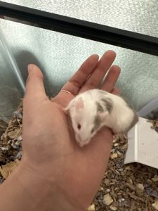 Mice Rodents for sale in Bay Shore, NY, USA. price: $45