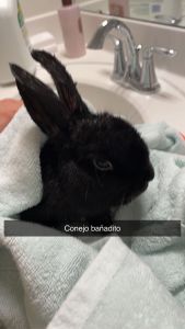 1 year old Mini Rex bunny. He is lovely and always use his cage.