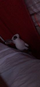 Male and female they are 9 weeks old.