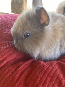 Bunnies for sell