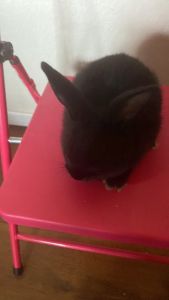 Selling Mimi rex dwarfs/. Mixed Mimi Rex’s