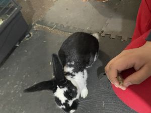 Bunnies for sale. Two male and one Female. Very friendly.