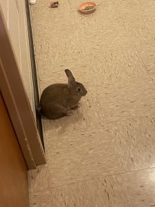 Female Bunny (LOOKING FOR NEW HOME)