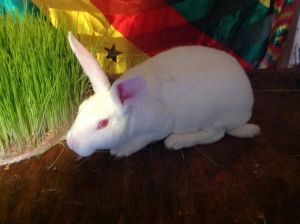 Beautiful rew mini Rex for saleðŸ°