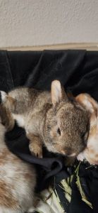 Mini Rex Baby Bunnies newborn