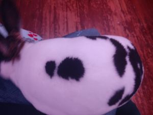 Mini rex 6 month buck