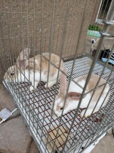 Free Mini Rex Rabbits
