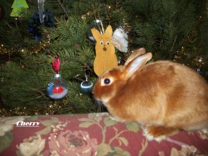 Red Mini Satin Rabbit