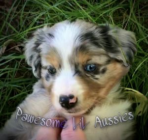 BLUE MERLE MALE ADSR