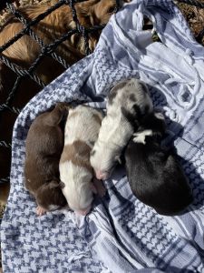 For sale mini Australian Shepards