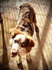 MINI AUSSIE NEUTERED MALE