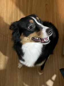 Mini australian shepherd for sale