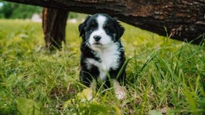 Laney, Sold to new family