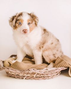 Red Merle Male, ASDR Mini Aussie - FERN